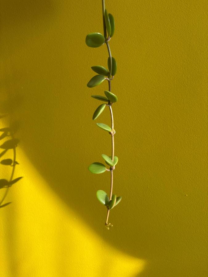Peperomia Hope