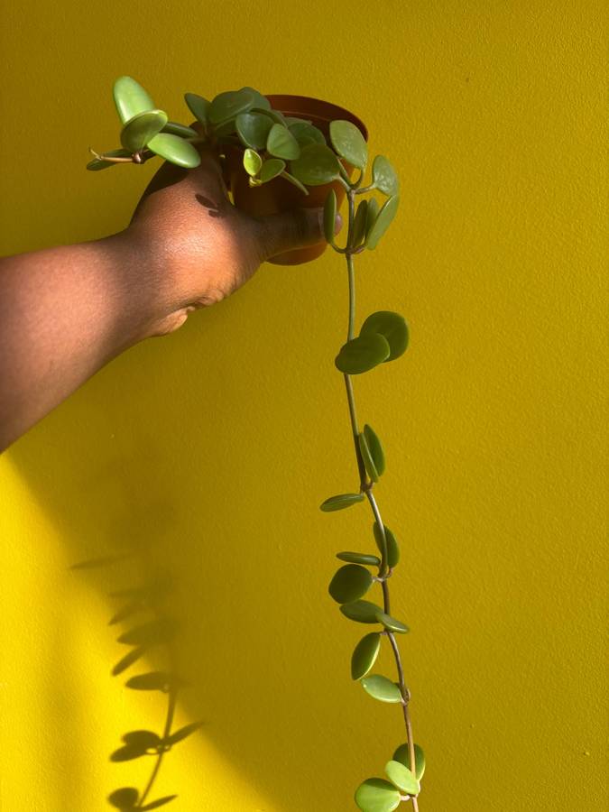Peperomia Hope