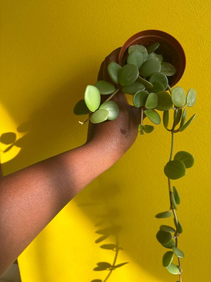 Peperomia Hope
