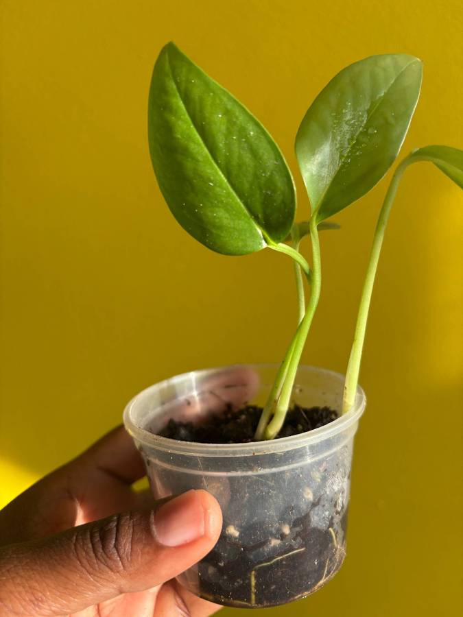 Cebu Blue Pothos