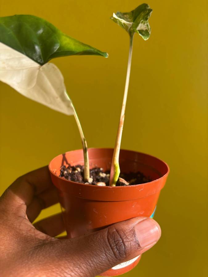Syngonium Albo