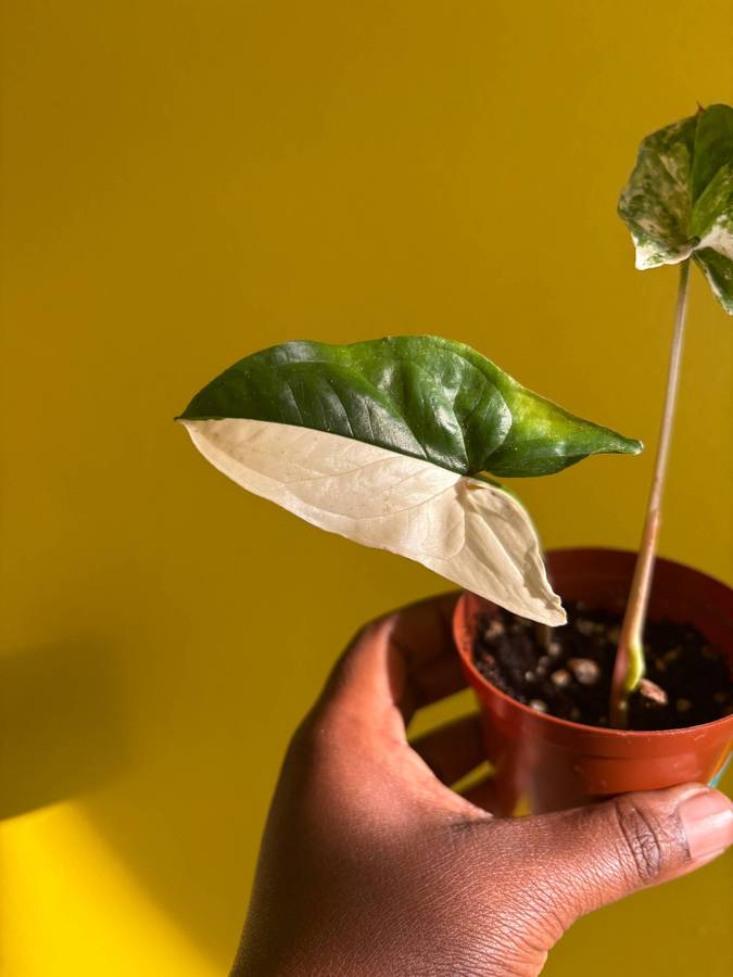 Syngonium Albo