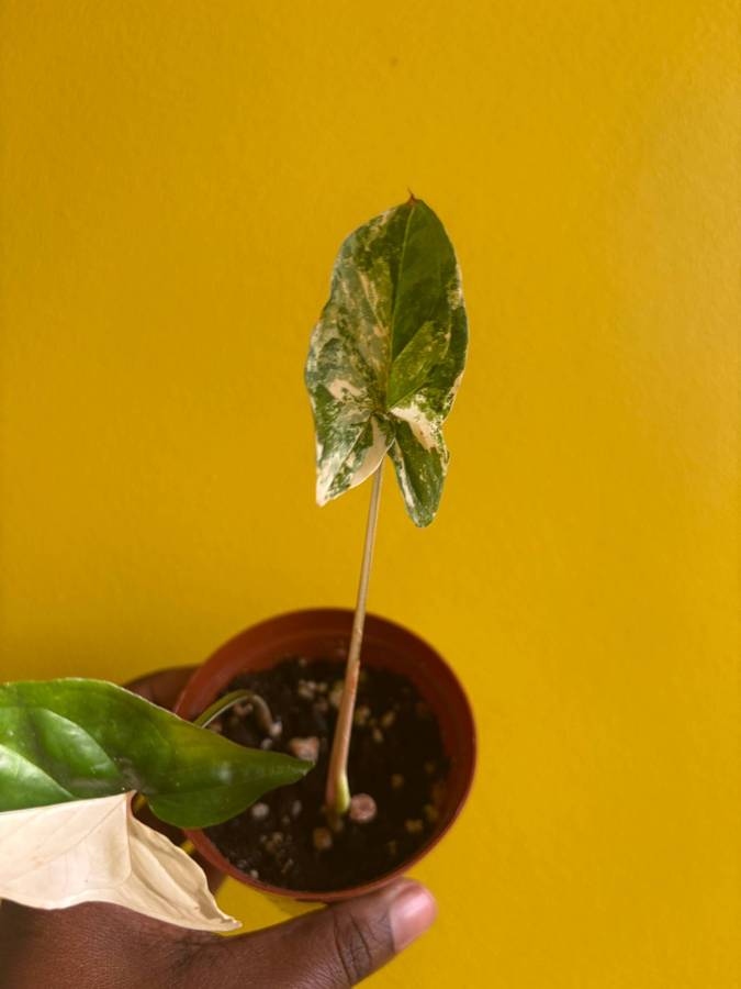 Syngonium Albo