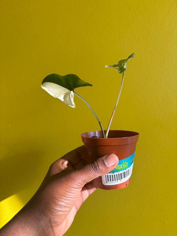 Syngonium Albo