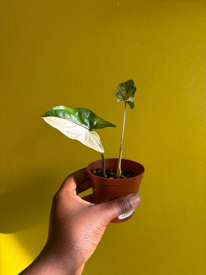 Syngonium Albo
