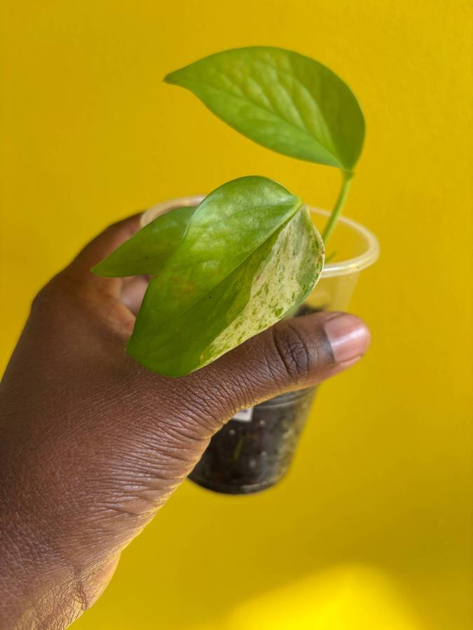 Marble Queen Pothos