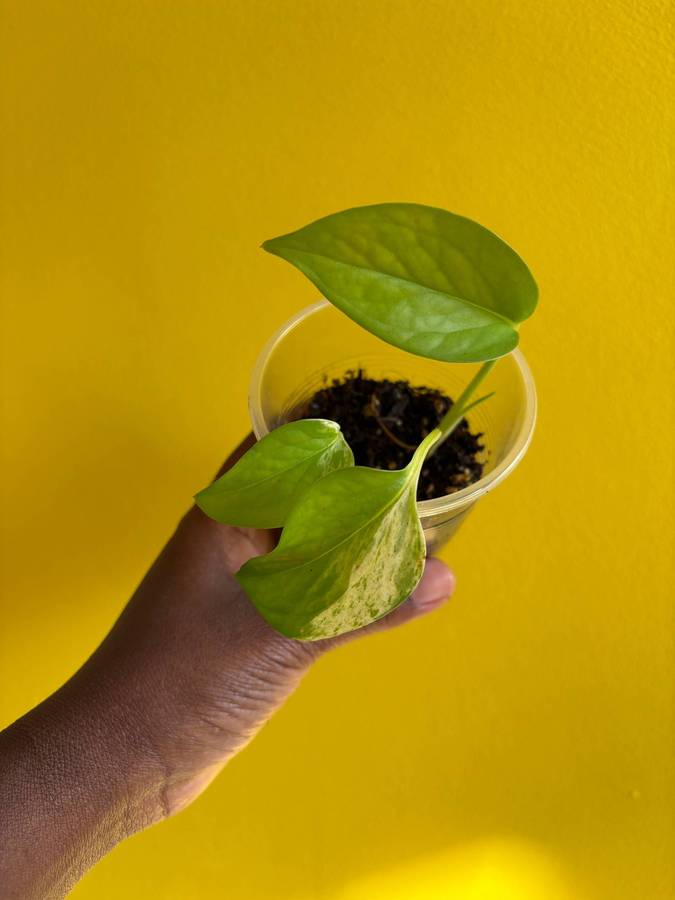 Marble Queen Pothos