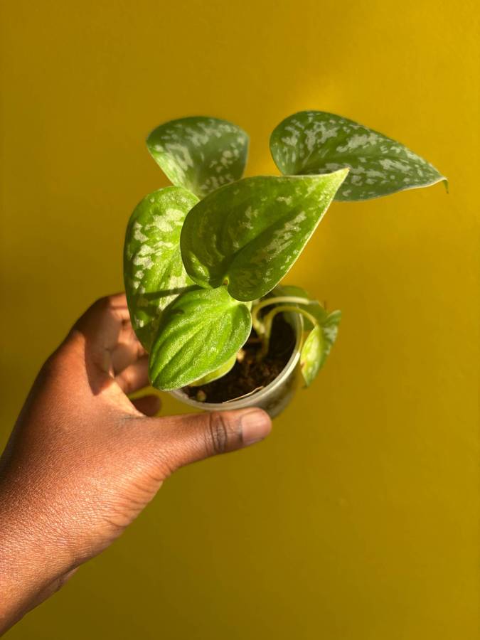 Pictus Pothos