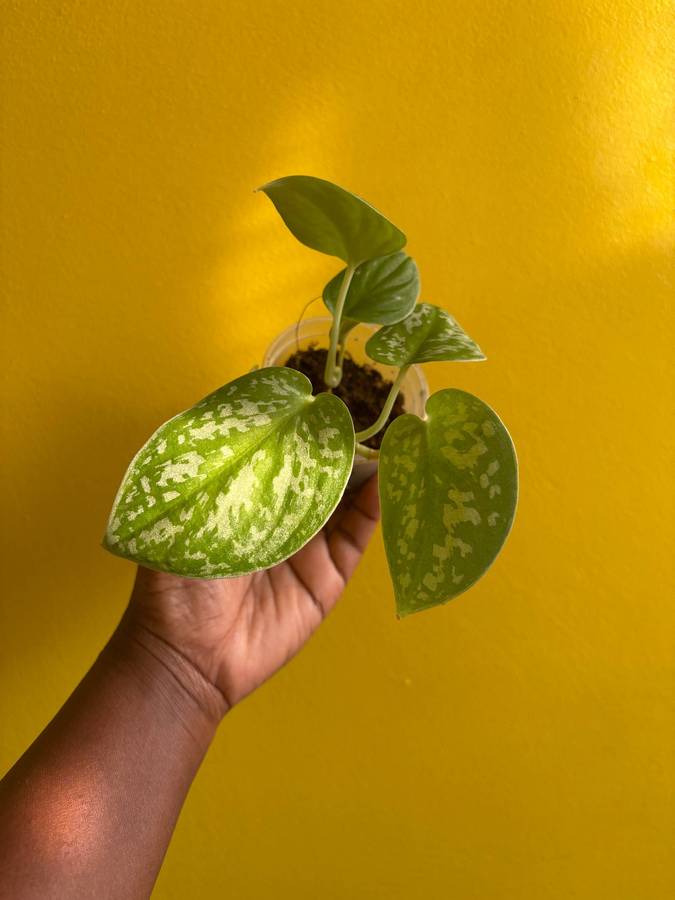 Pictus Pothos