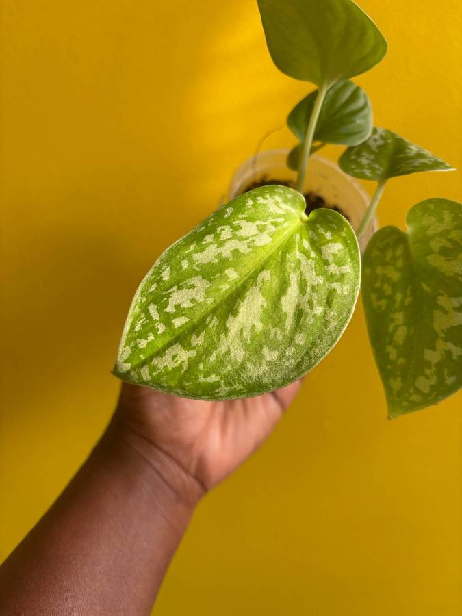Pictus Pothos
