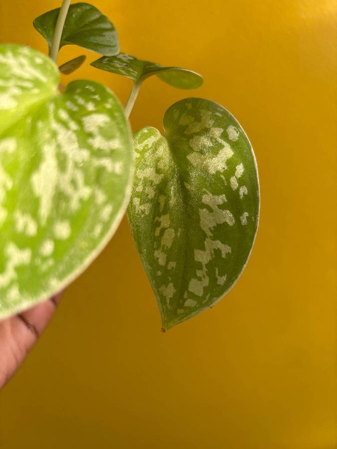 Pictus Pothos