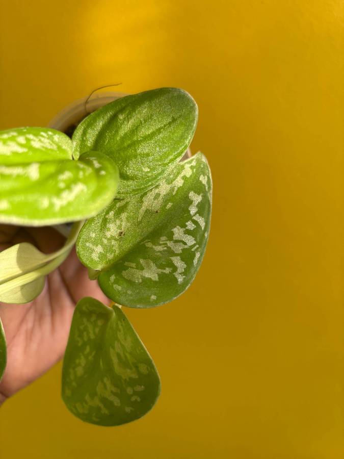 Pictus Pothos