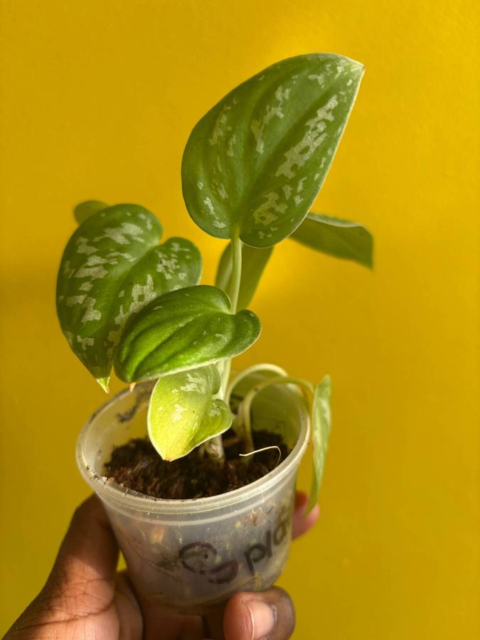 Pictus Pothos