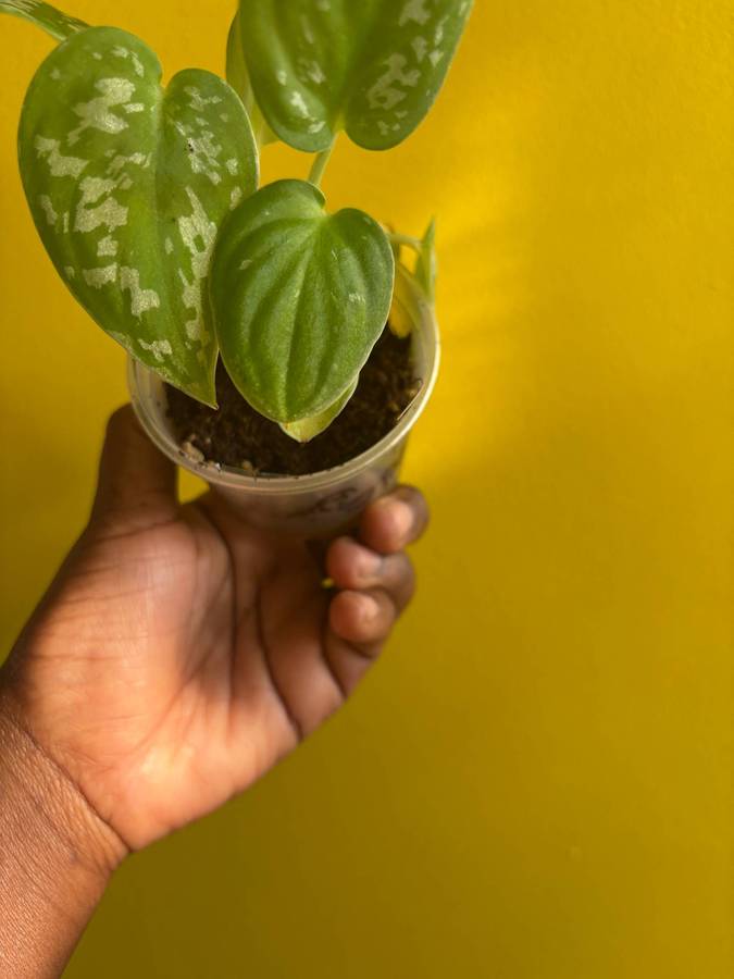 Pictus Pothos