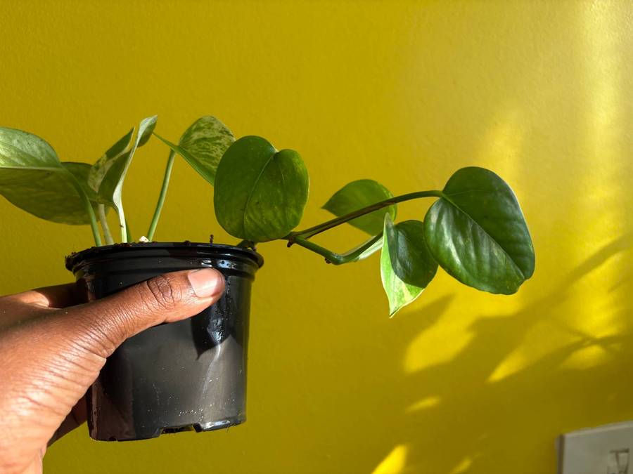 Marble Queen Pothos