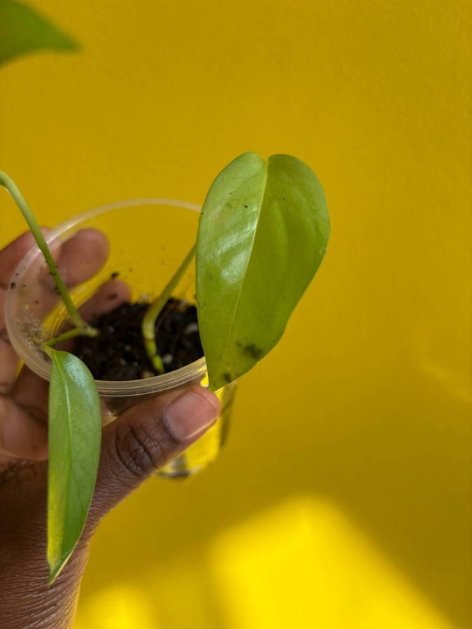 Cebu blue Pothos