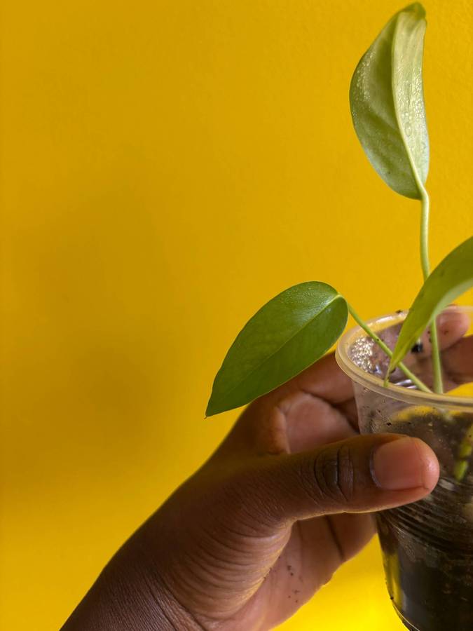 Cebu blue Pothos