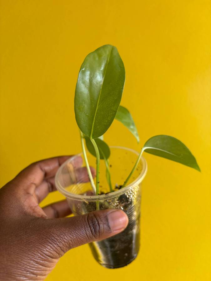 Cebu blue Pothos