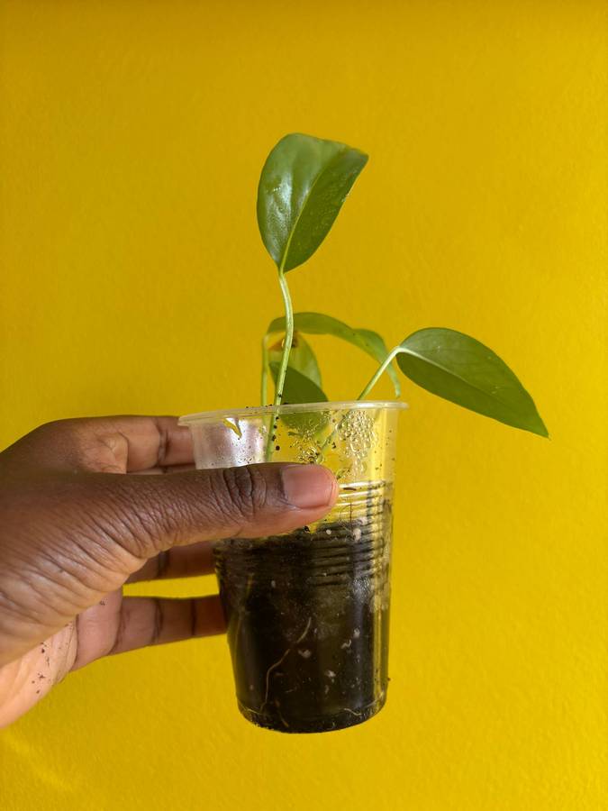 Cebu blue Pothos