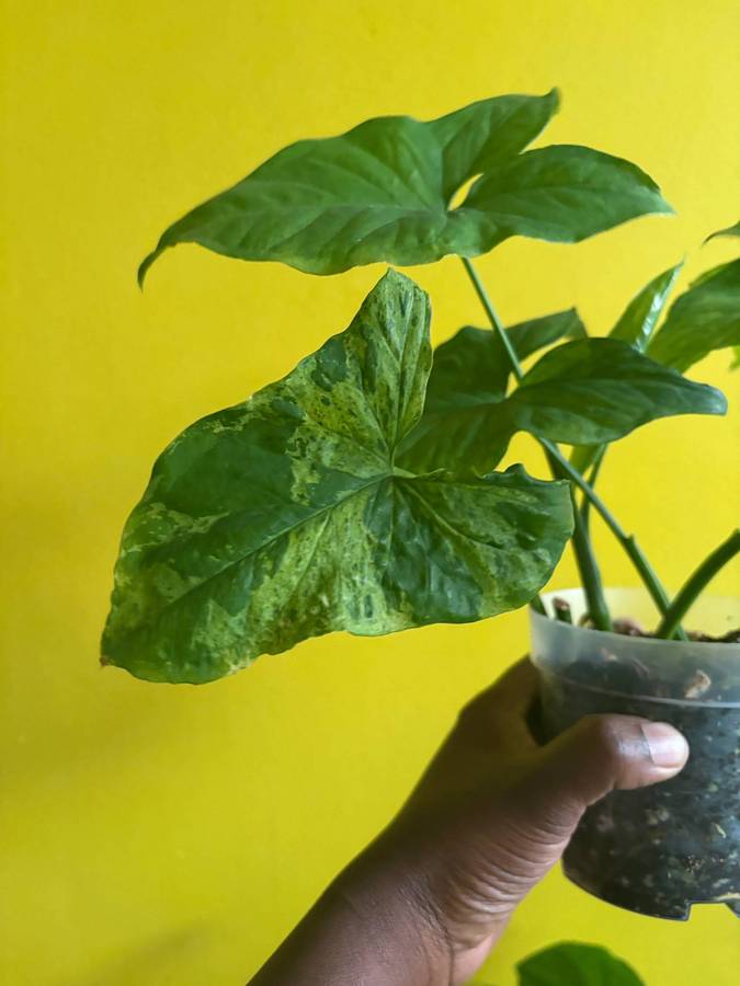 Mottled Syngonium