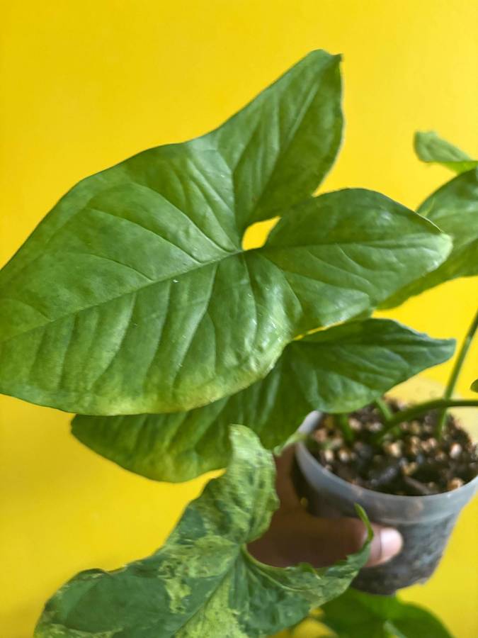 Mottled Syngonium