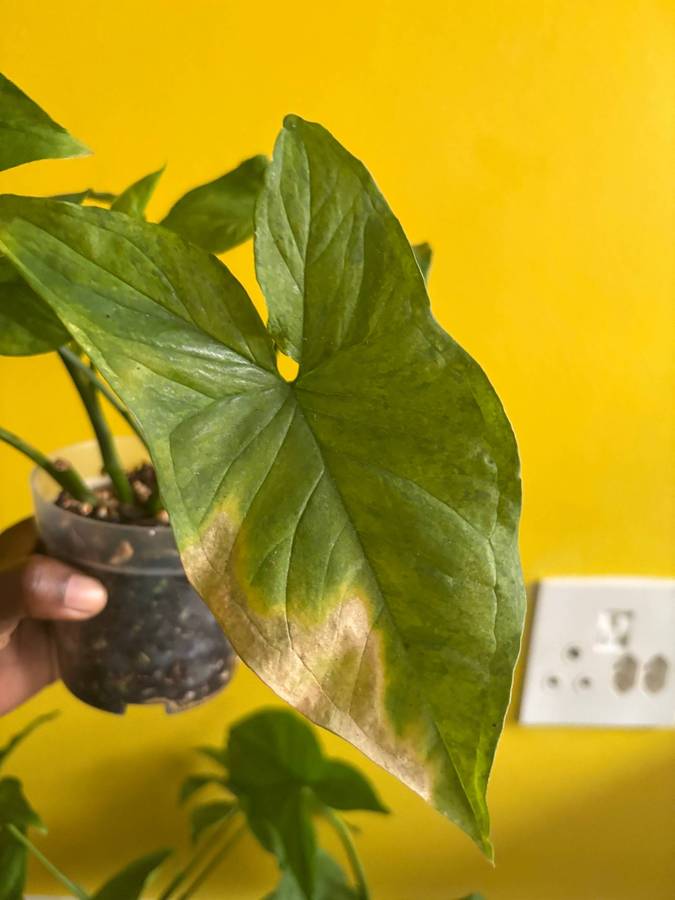 Mottled Syngonium