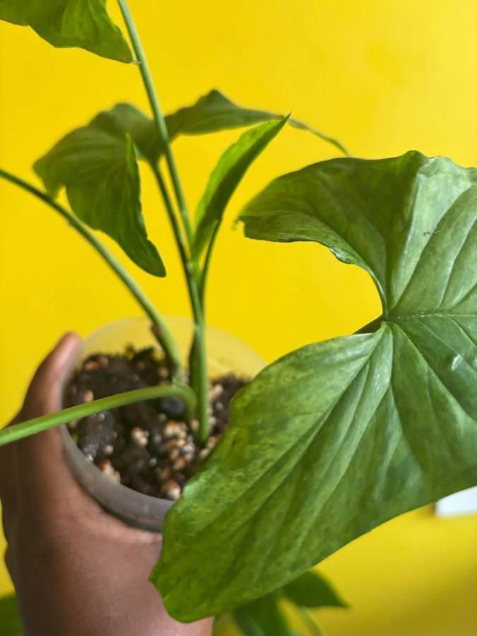 Mottled Syngonium