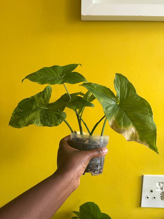 Mottled Syngonium