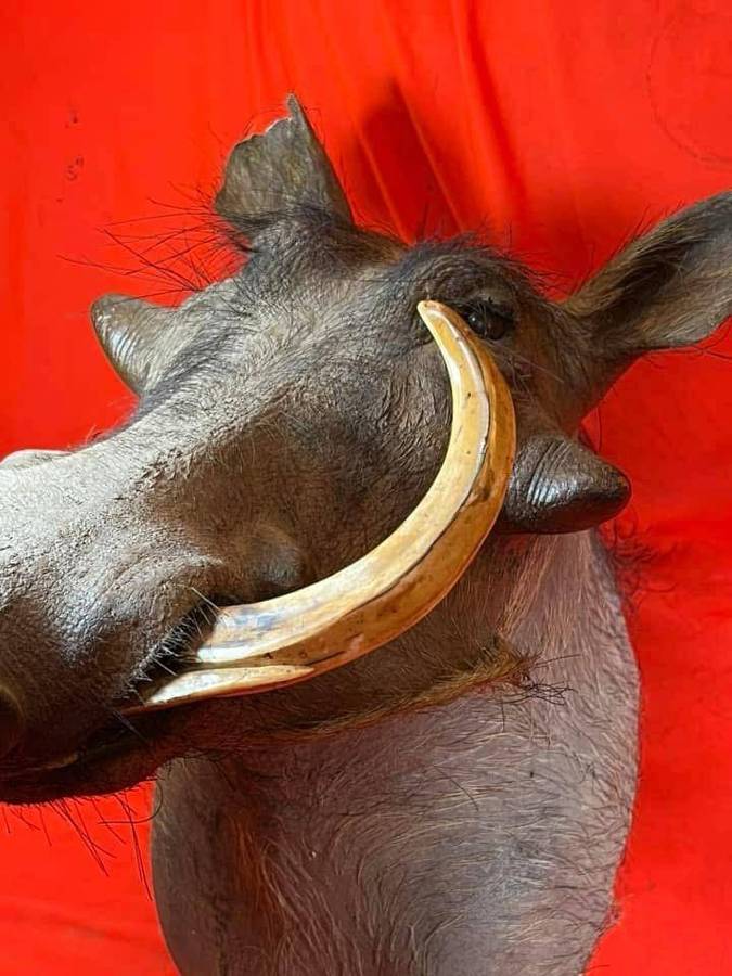 Warthog Head Wallhanger