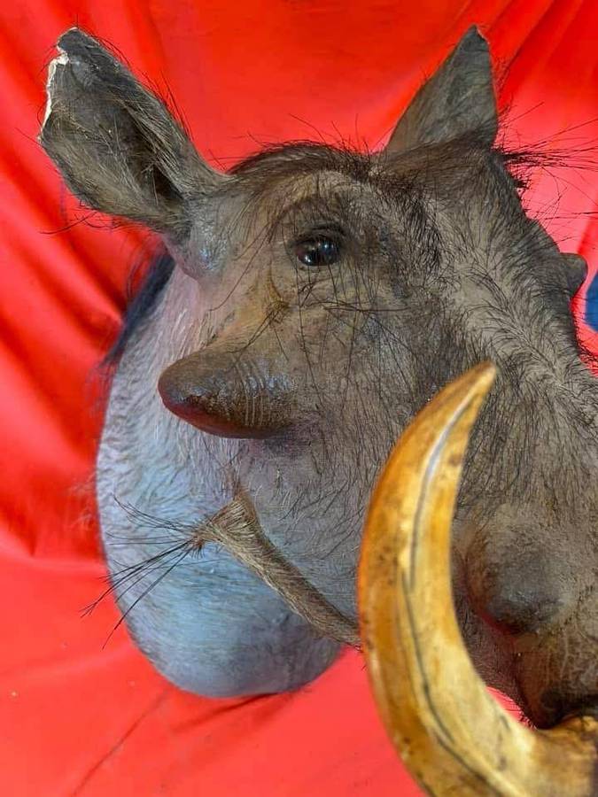 Warthog Head Wallhanger