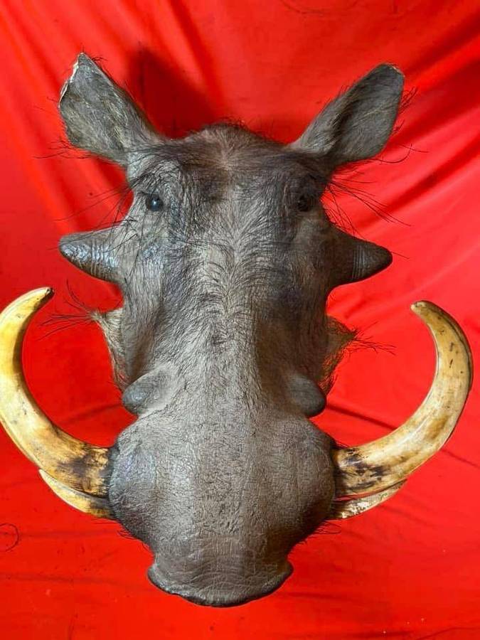 Warthog Head Wallhanger