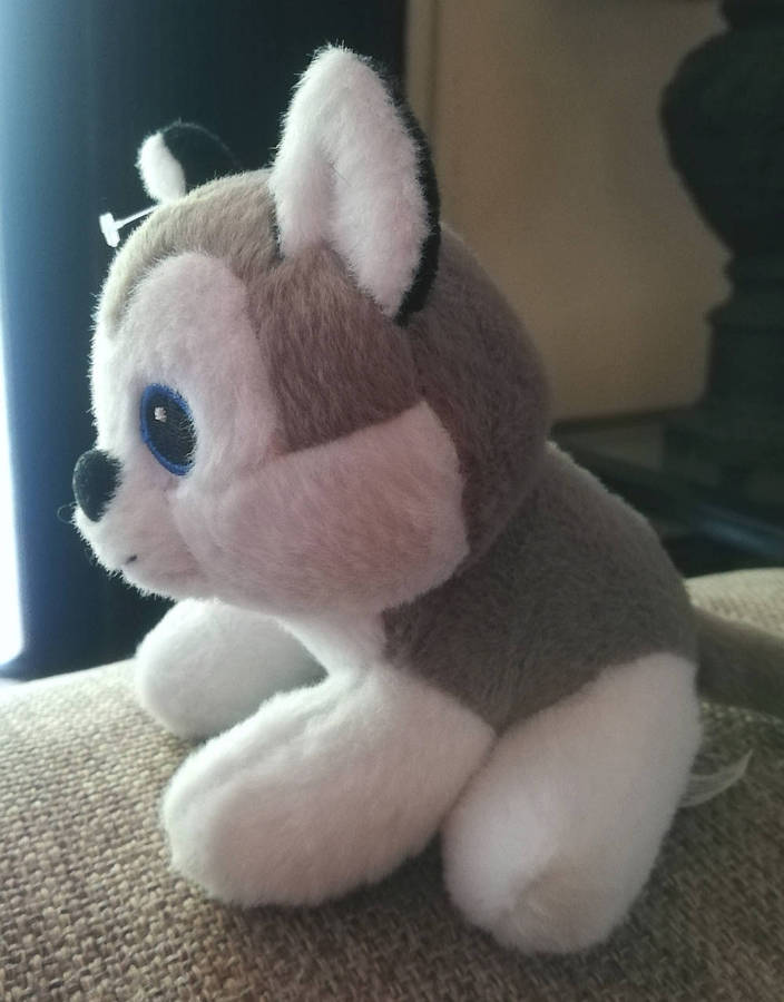 Shilo the cute little Husky. 13cm.