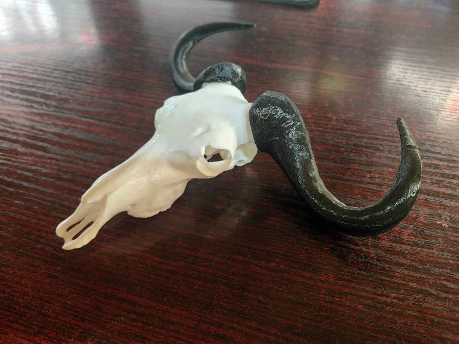 3D Printed Buffalo Skull
