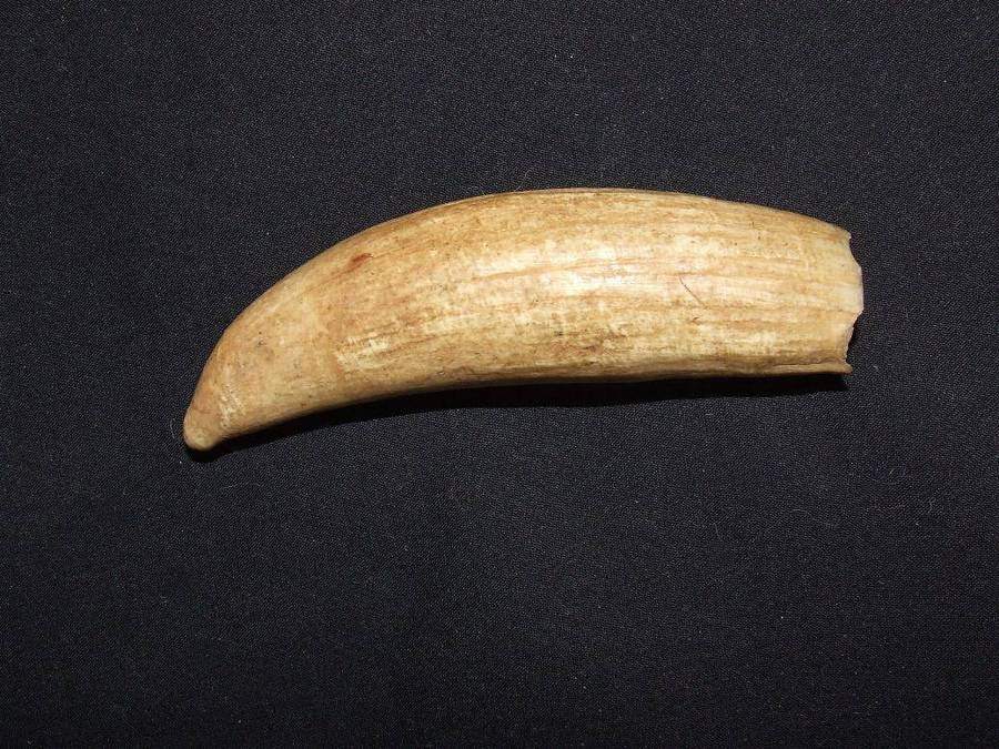 Sperm Whale Tooth