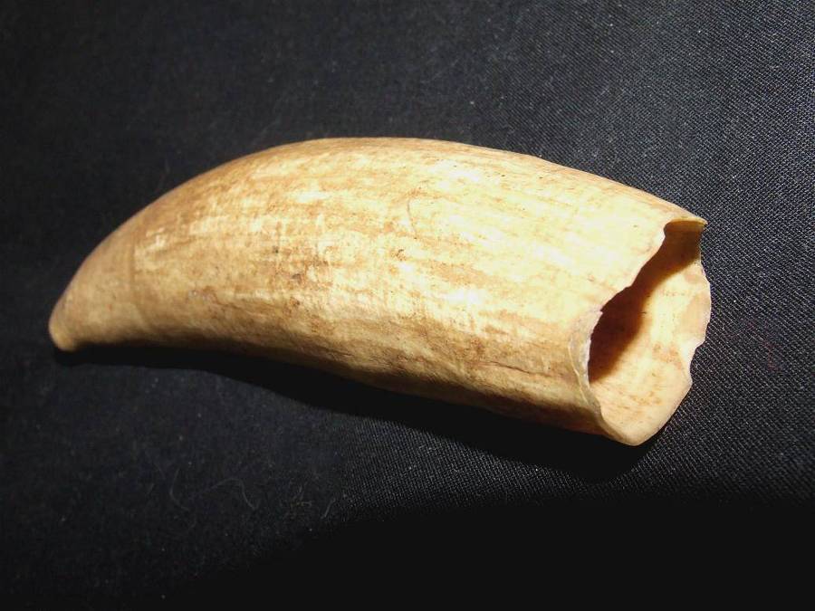Sperm Whale Tooth
