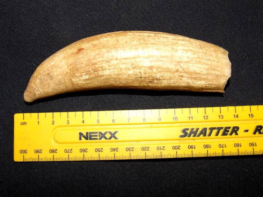 Sperm Whale Tooth
