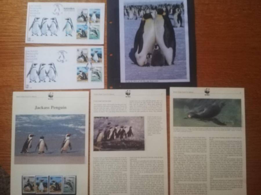 Namibia Penguin (Lot863)