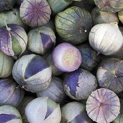 PURPLE TOMATILLO / Mexican Tomato  / Jamberry - 20 Seeds - Heirloom
