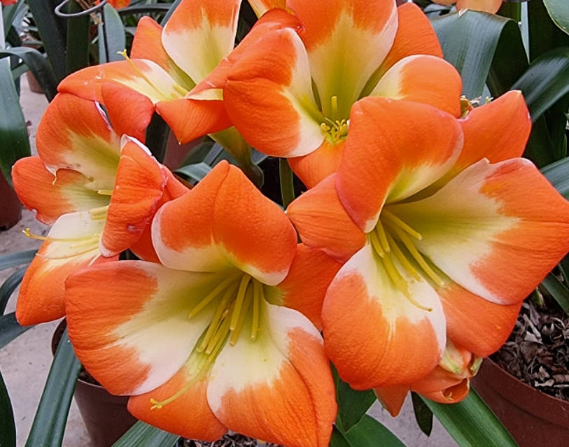CLIVIA Miniata `Pudding and Pie`  10  Seeds