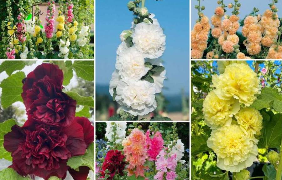 HOLLYHOCK 'POWDER  PUFF" DOUBLE FLOWER MIX  -  20 SEEDS