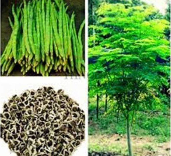 MORINGA OLEIFEIRA / DRUMSTICK TREE / HOSERADISH TREE / BADUMBO / CARAGUA ` 10 SEEDS   Medicinal