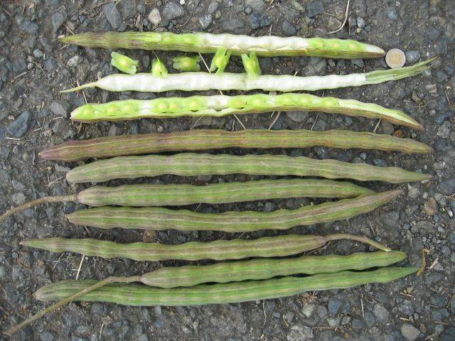 MORINGA OLEIFEIRA / Drumstick Tree / Horseradish Tree  -  10 Seeds  -  Medicinal