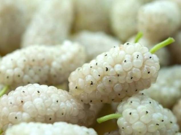 WHTE MULBERRY - Morus Alba"   - 30 SEEDS