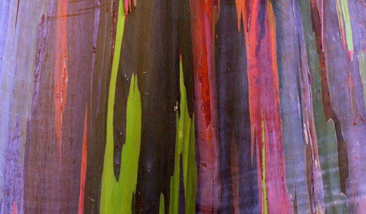 Seeds For Bonsai -  RAINBOW EUCALYPTUS  - 40 Seeds