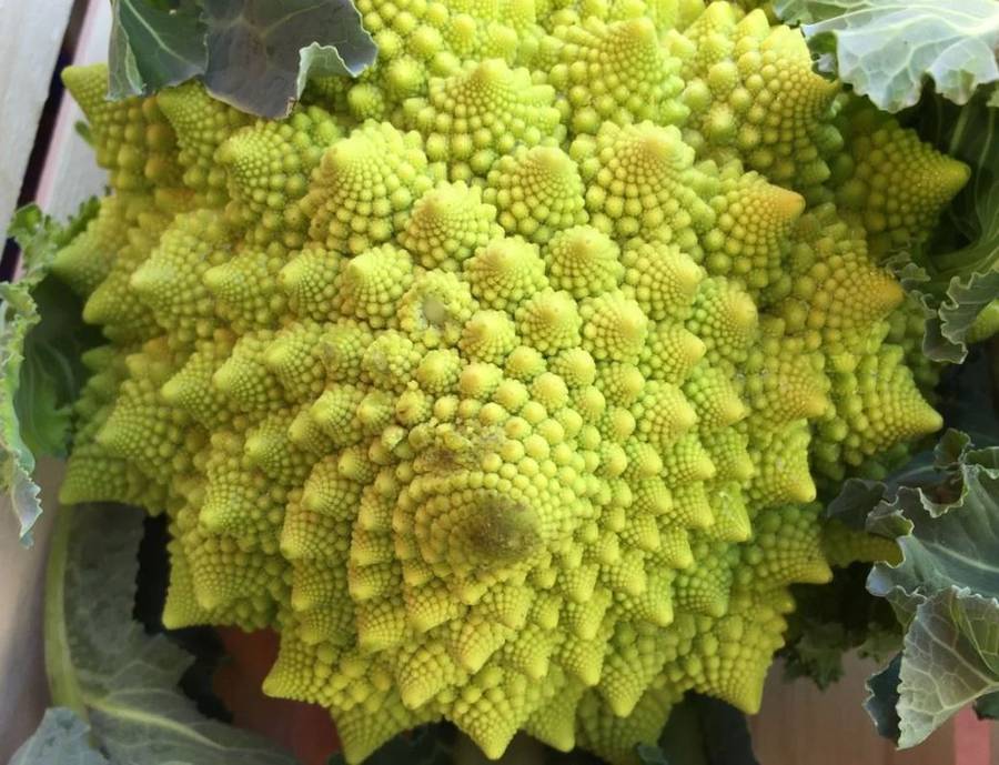 ROMANESCO FRACTAL BROCCOLI /  ROMAN CAULIFLOWER - 20 SEEDS