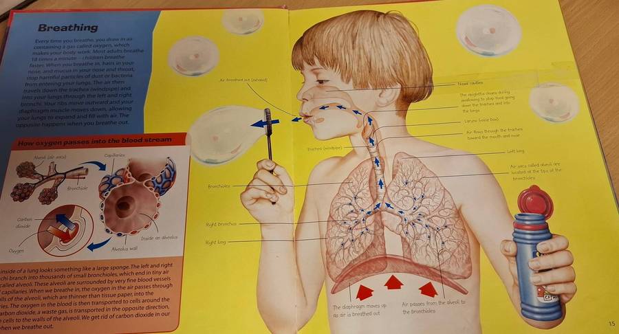 Young Encyclopedia - The Human Body : Kate Barnes & Steve Weston (Hardcover)