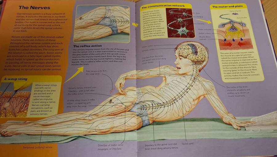 Young Encyclopedia - The Human Body : Kate Barnes & Steve Weston (Hardcover)