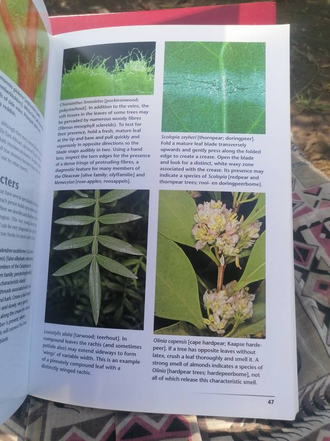 How to Identify Trees in Southern Africa Book by Abraham Erasmus van Wyk