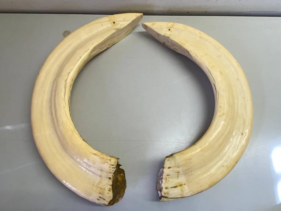 Hippo tusks/ivory