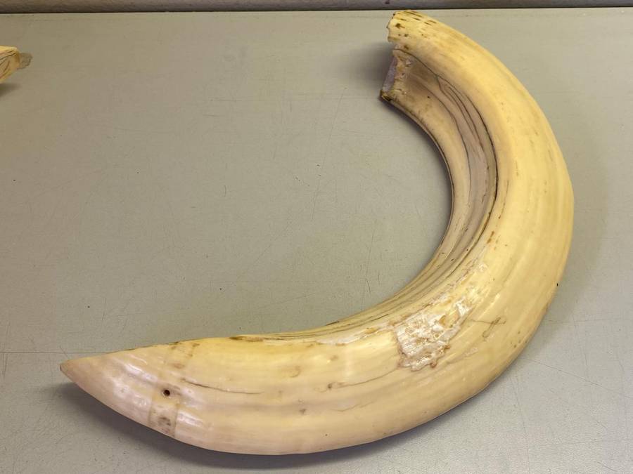Hippo tusks/ivory